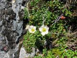 Diapensia obovata