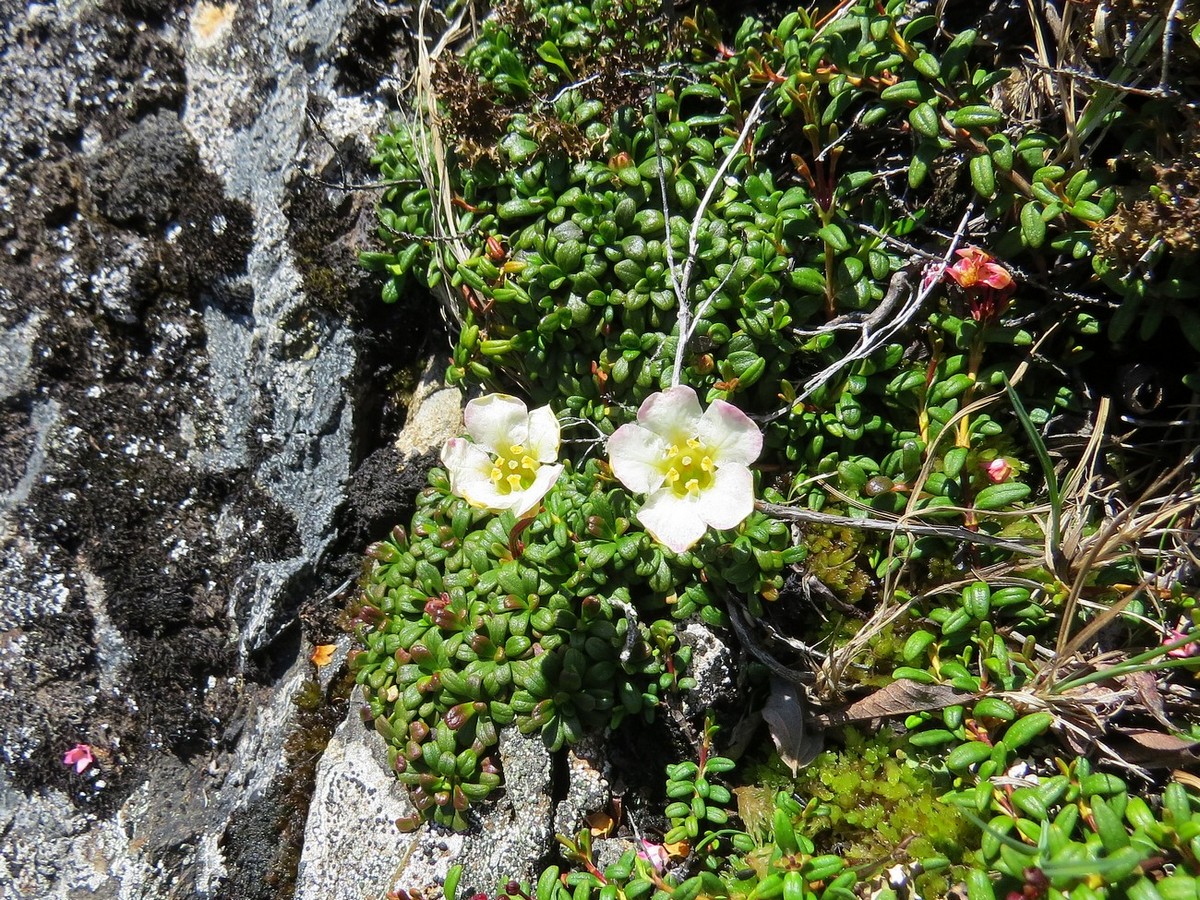 Изображение особи Diapensia obovata.