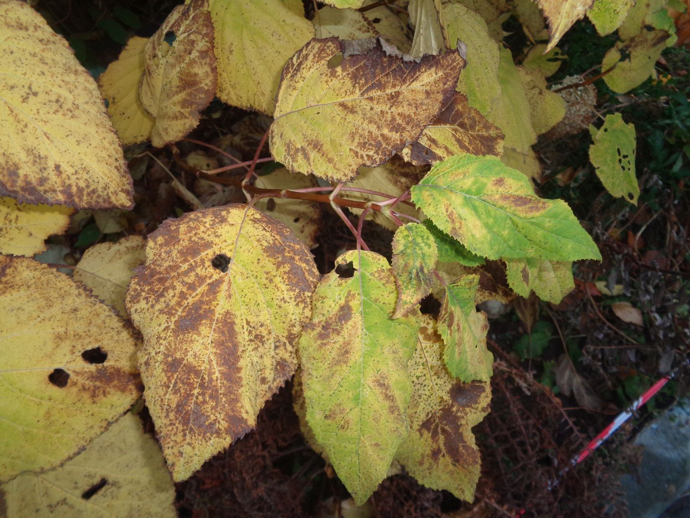 Изображение особи Hydrangea arborescens.