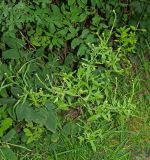 Sisymbrium officinale