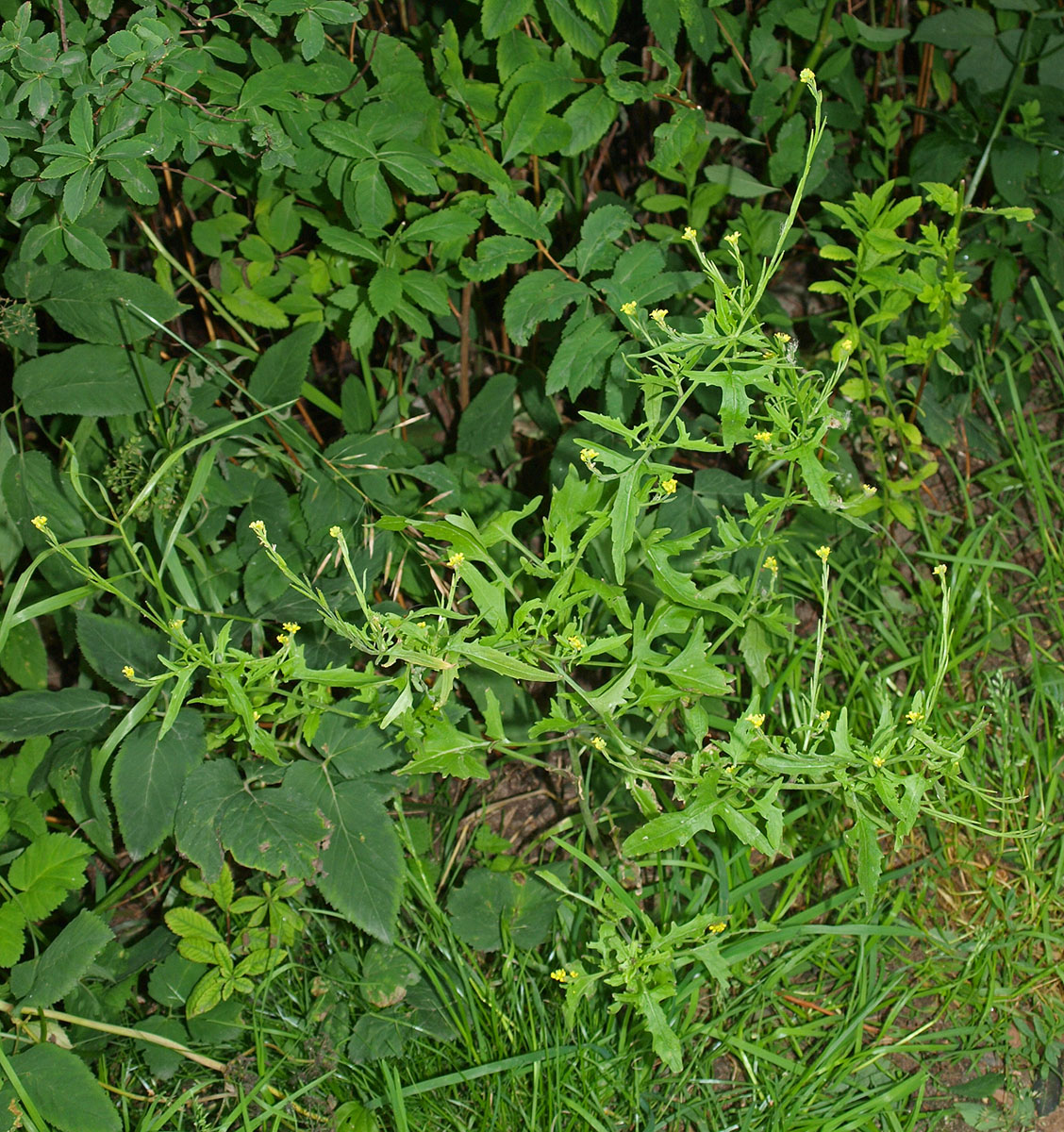 Image of Sisymbrium officinale specimen.