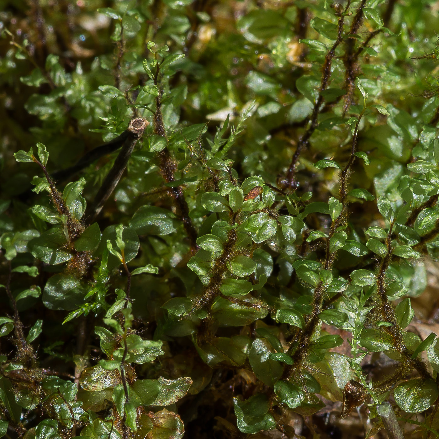 Image of genus Rhizomnium specimen.