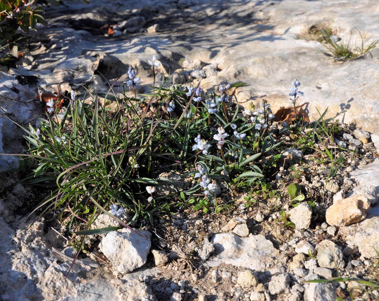 Image of Hyacinthella millingenii specimen.