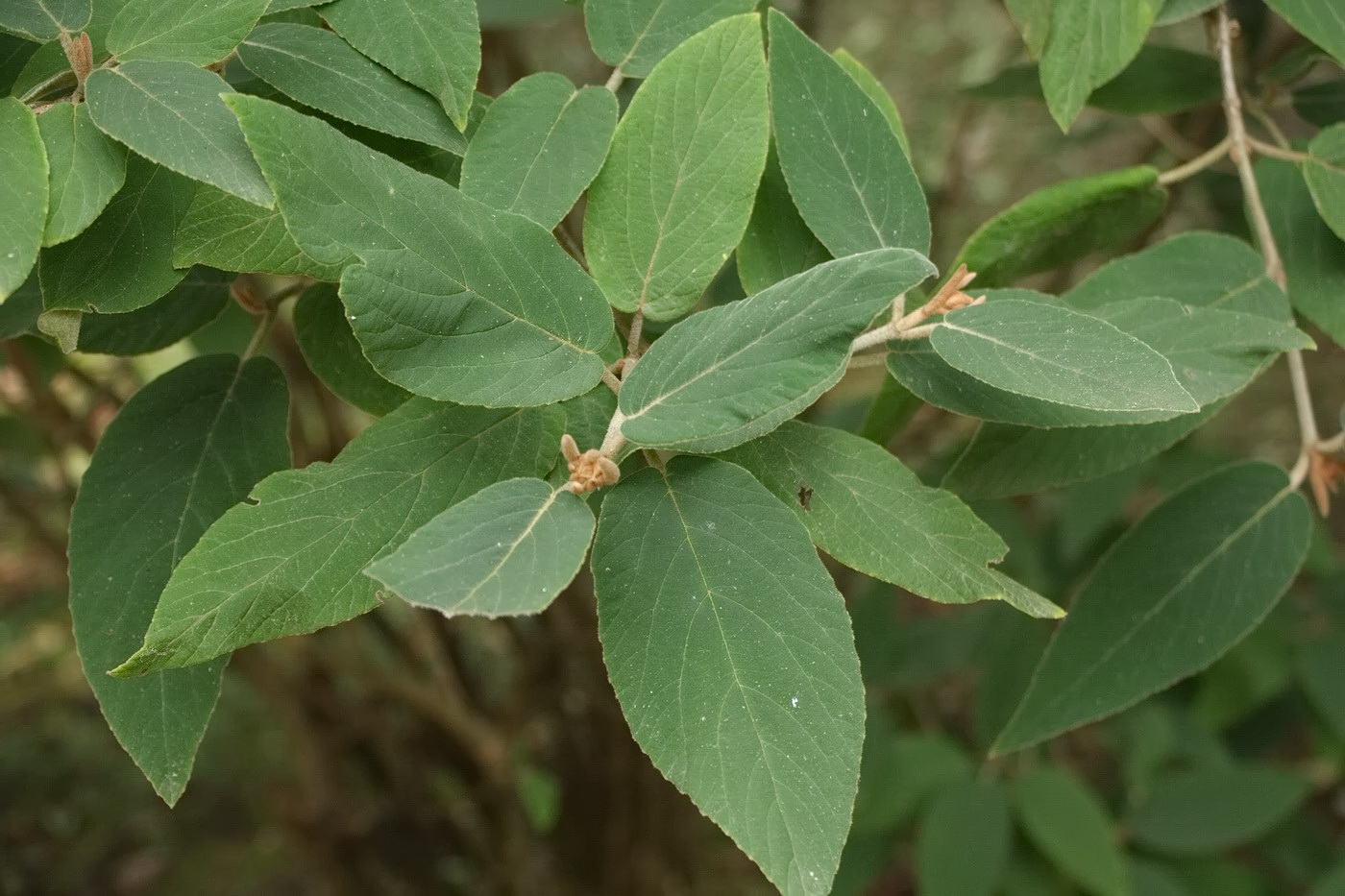 Image of genus Viburnum specimen.