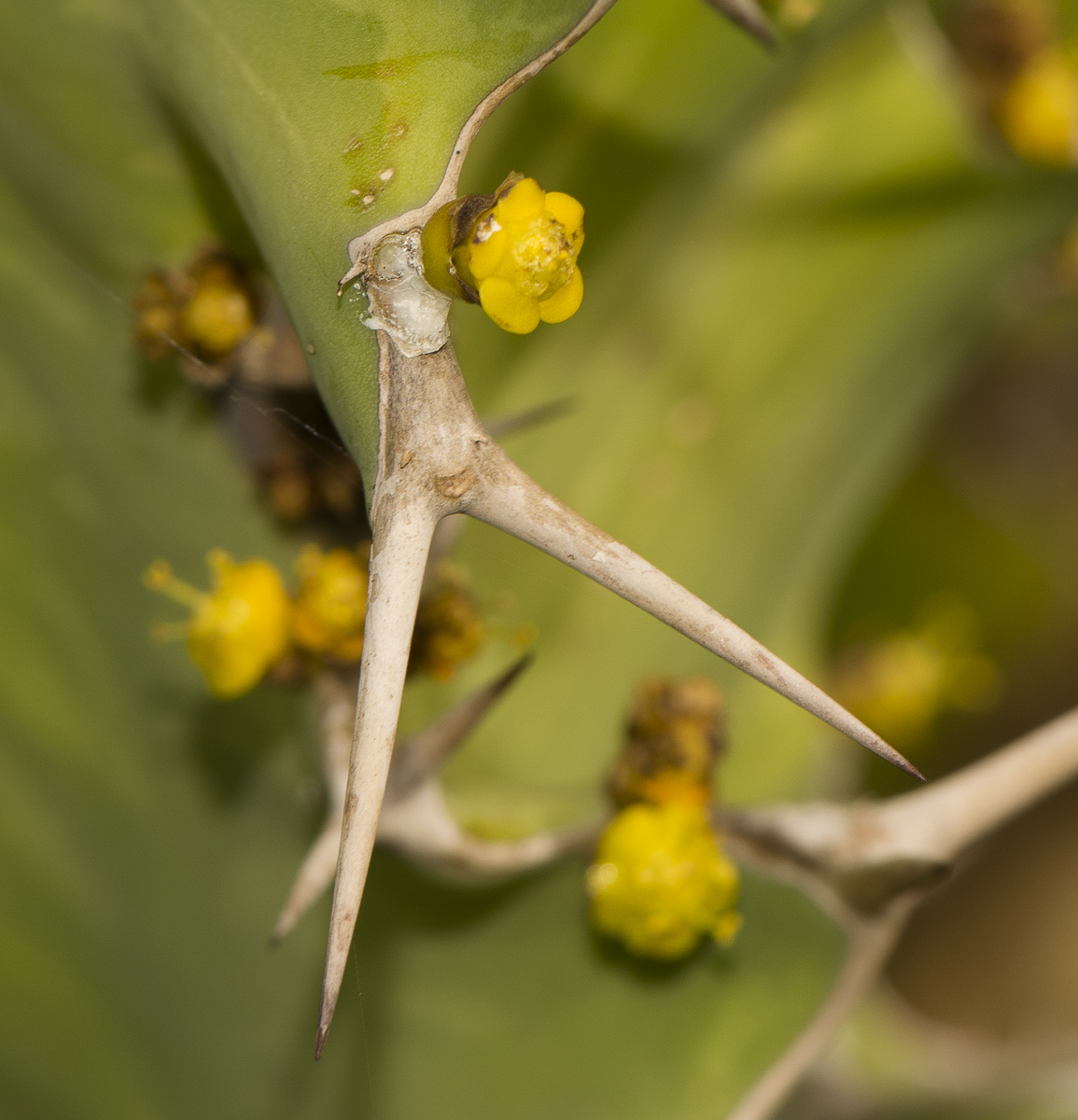 Изображение особи Euphorbia grandicornis.