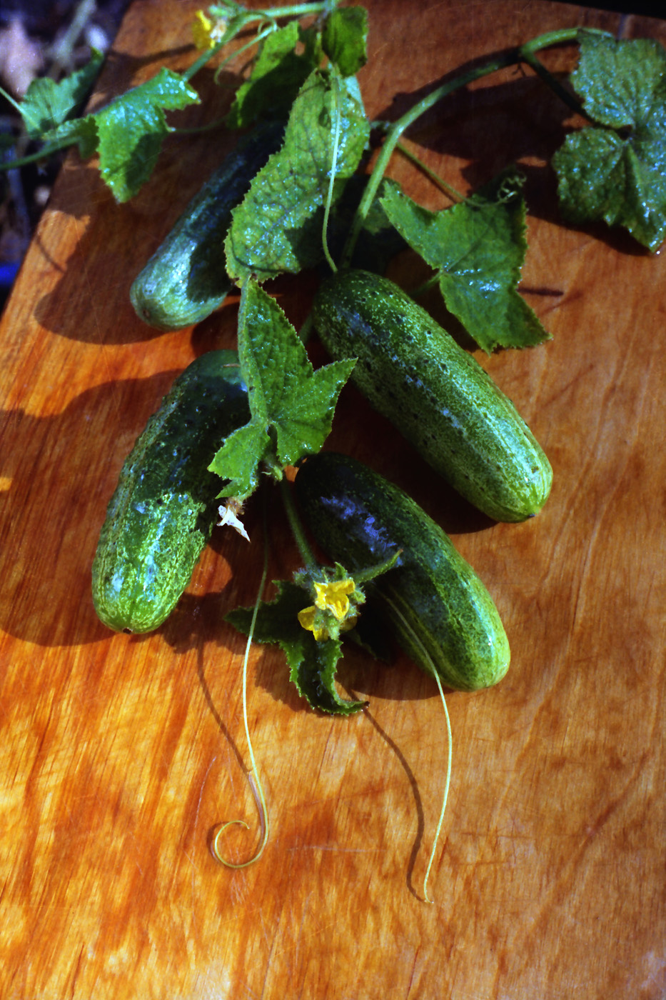 Изображение особи Cucumis sativus.