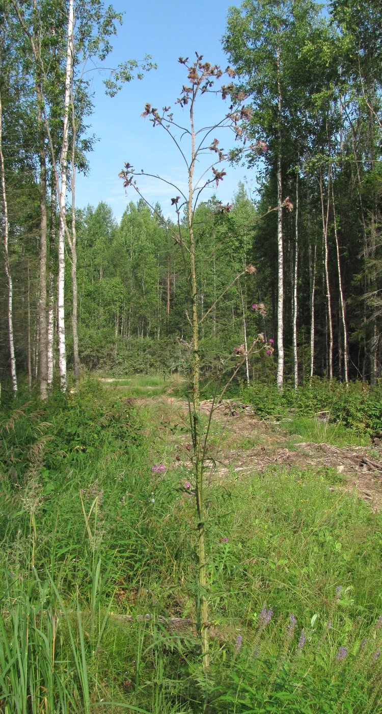 Изображение особи Cirsium palustre.