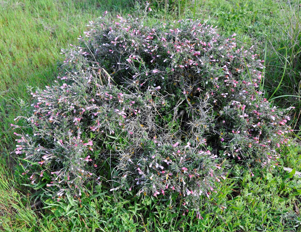 Изображение особи Lithodora hispidula ssp. versicolor.