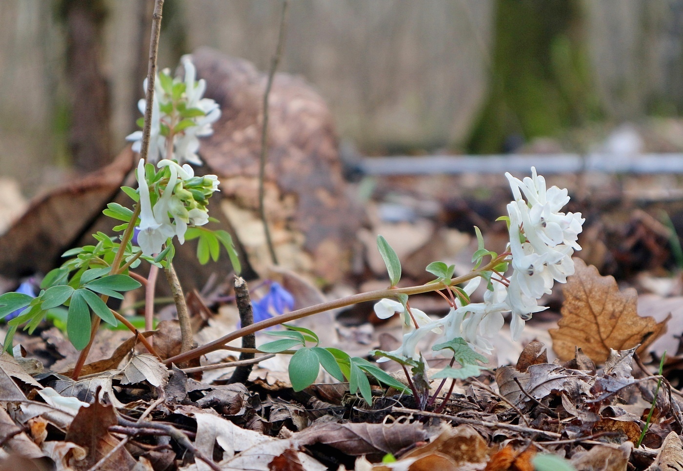 Image of Corydalis caucasica specimen.