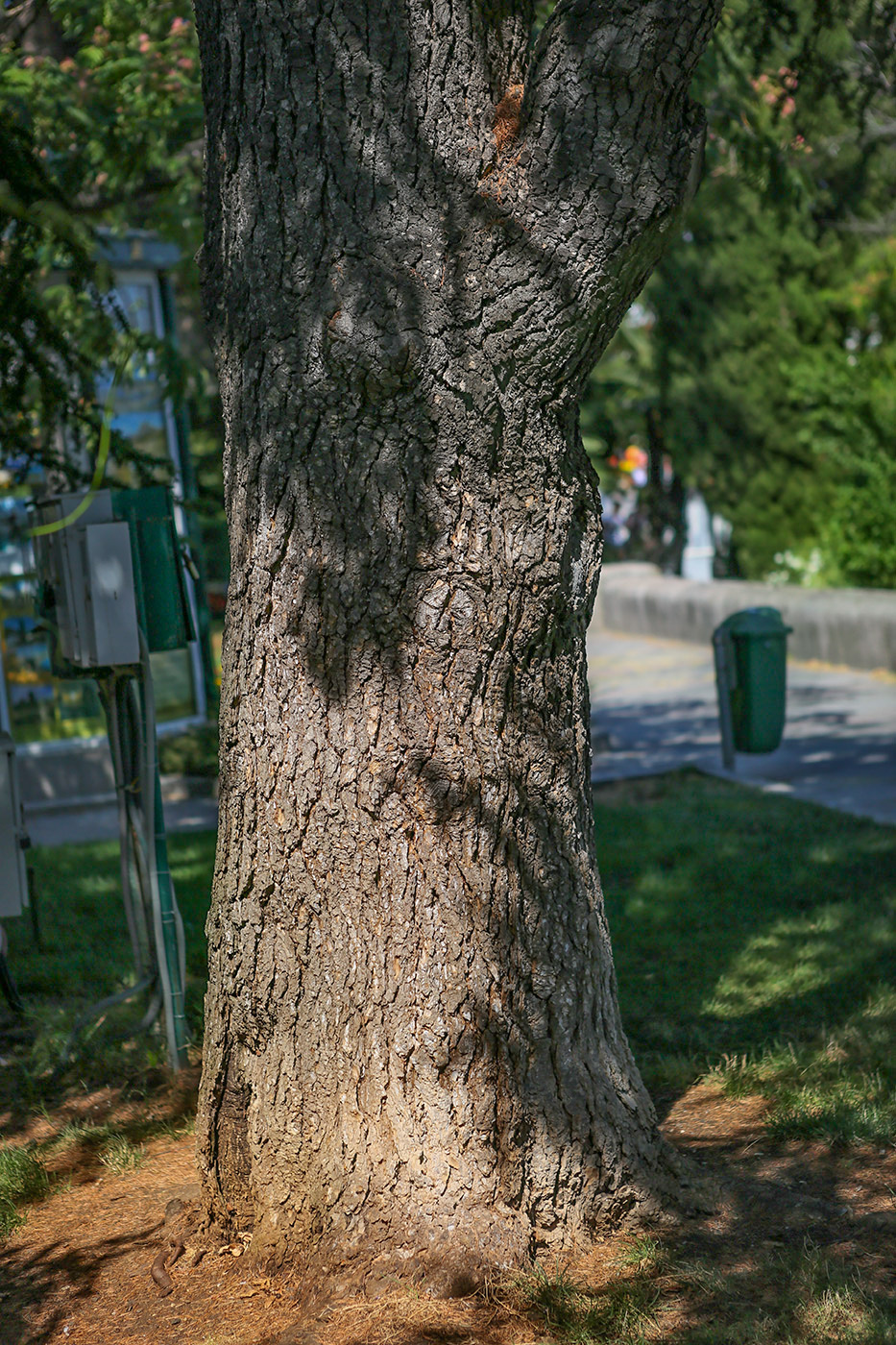 Image of Cedrus atlantica specimen.