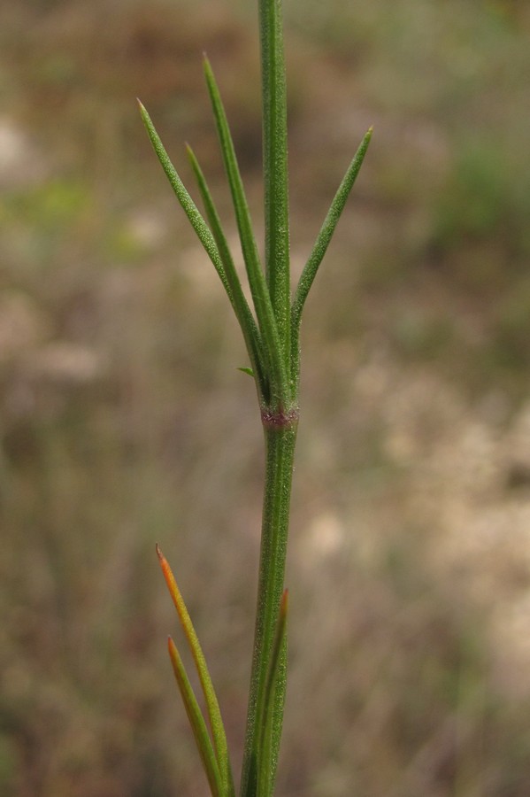 Изображение особи Asperula praevestita.