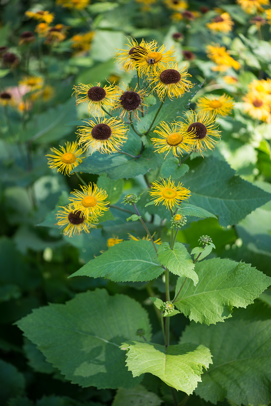 Изображение особи Telekia speciosa.