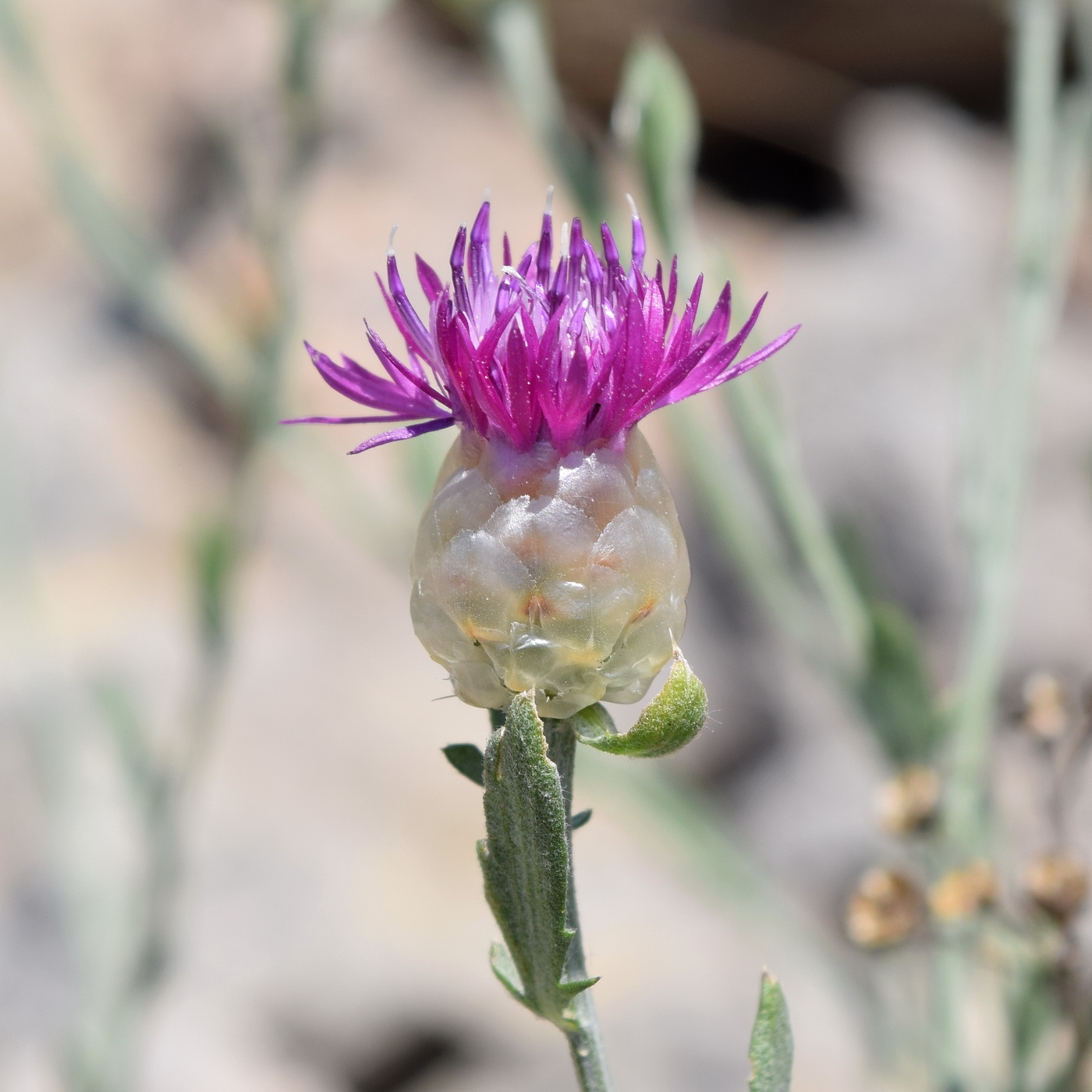 Image of Centaurea sarandinakiae specimen.