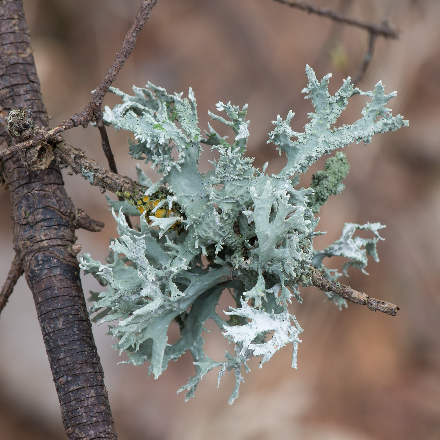 Image of Evernia prunastri specimen.