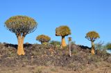 Aloidendron dichotomum. Взрослые растения (на растении в центре - большая колония ткачиков). Намибия, окр. г. Китмансхуп, каменистый участок саванны. 03.05.2019.