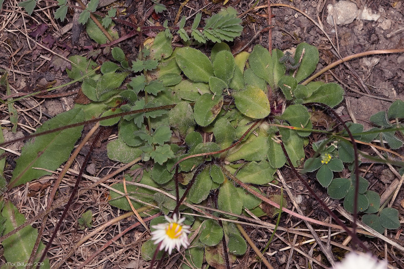 Image of Bellis perennis specimen.