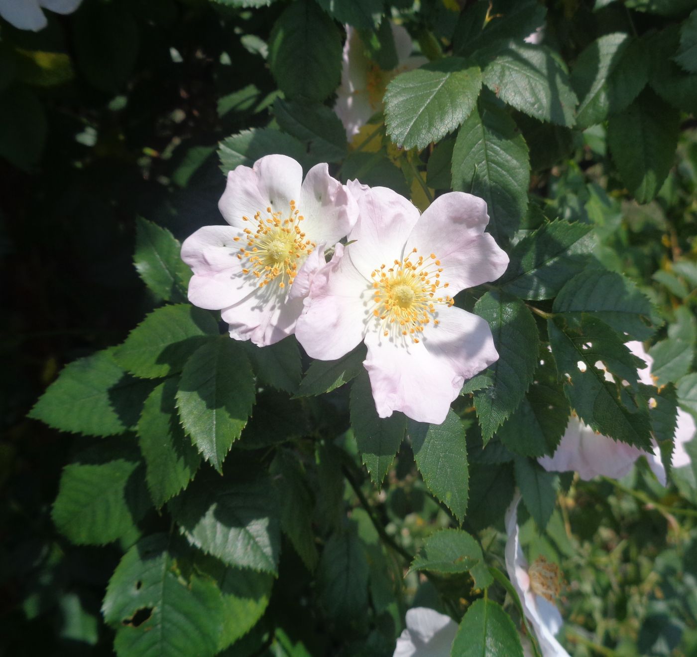 Image of genus Rosa specimen.