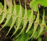 Polystichum subtripteron