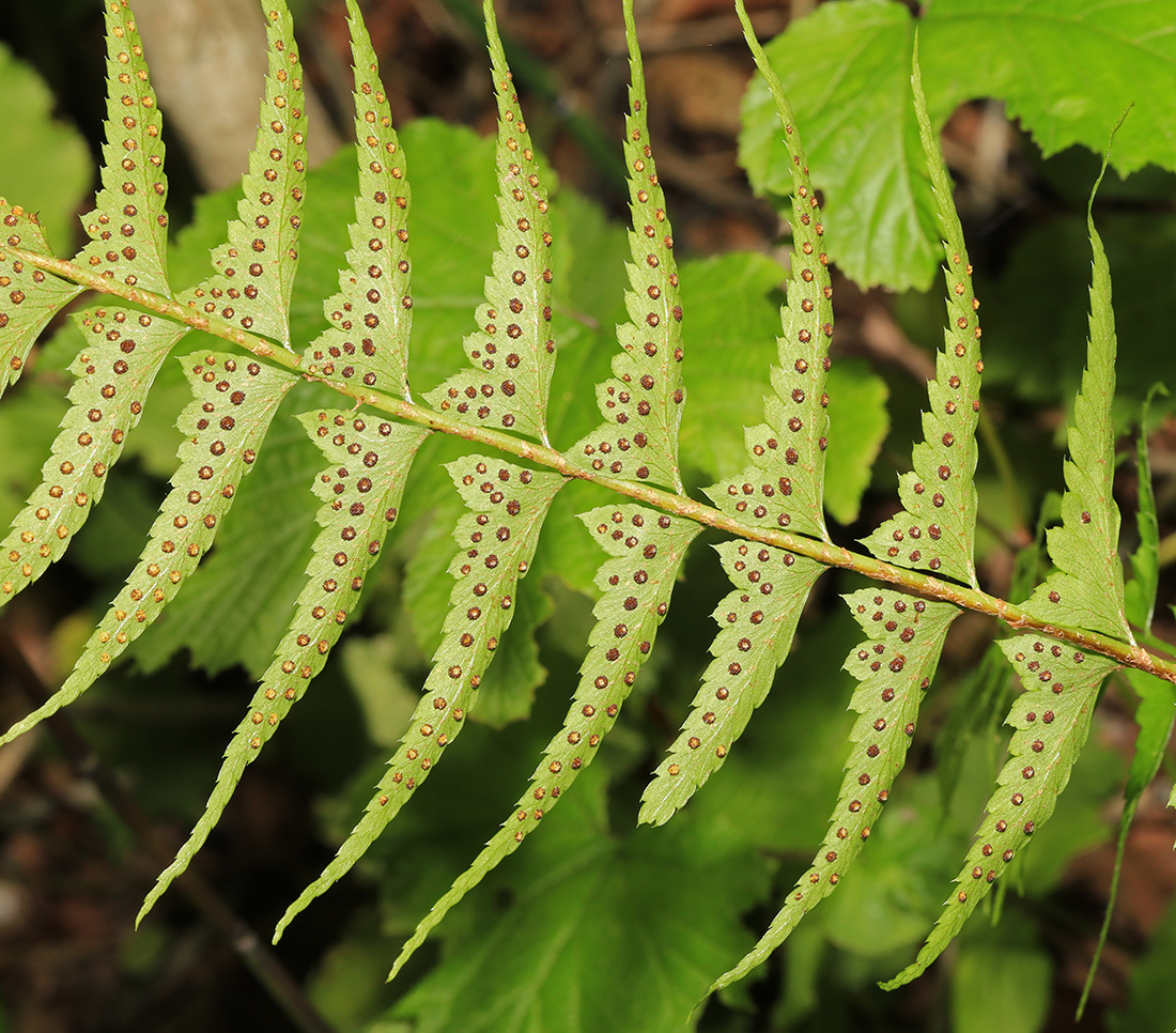 Image of Polystichum subtripteron specimen.