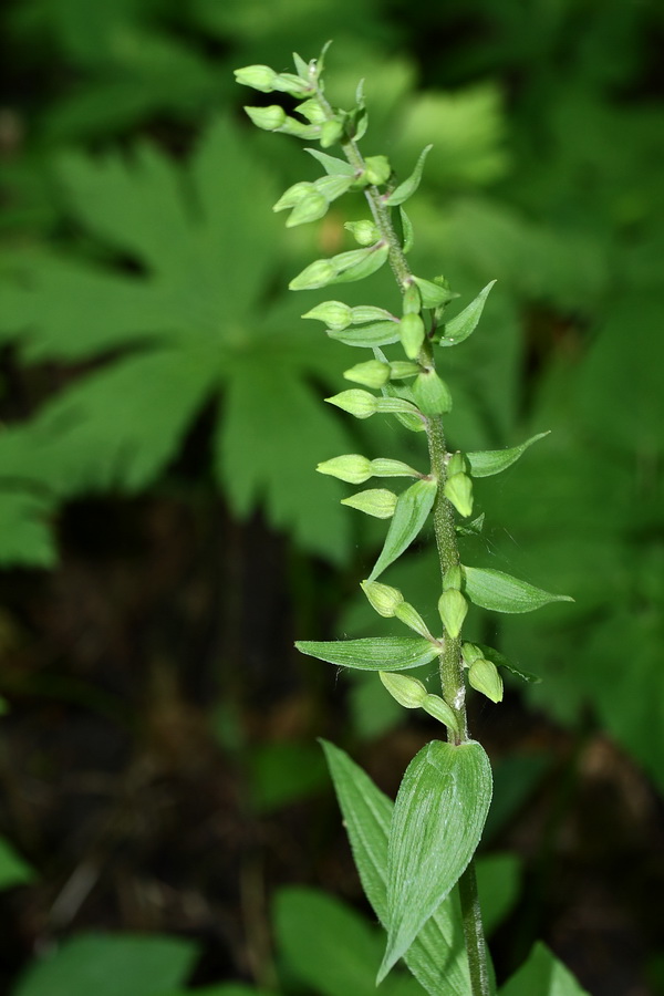 Изображение особи Epipactis helleborine.