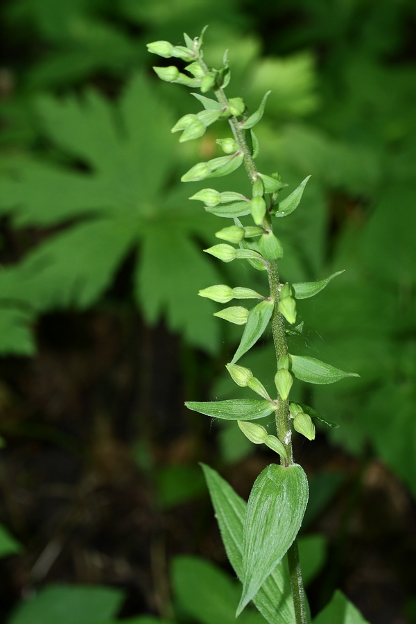 Изображение особи Epipactis helleborine.