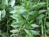 Centaurea marmarosiensis. Средняя часть побега цветущего растения. Украина, Ивано-Франковская обл., Украинские Карпаты, хребет Черногора, юго-восточный склон горы Пожежевская, 1650 м н.у.м., субальпийский луг. 27.06.2019.