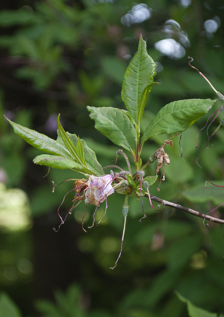 Image of Rhododendron vaseyi specimen.