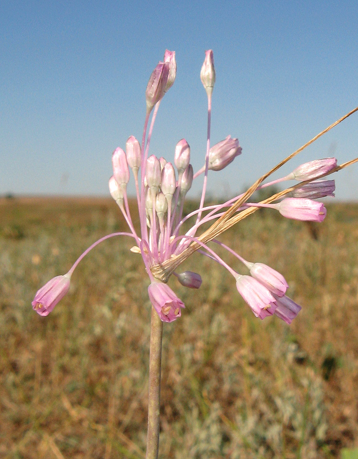 Image of Allium praescissum specimen.