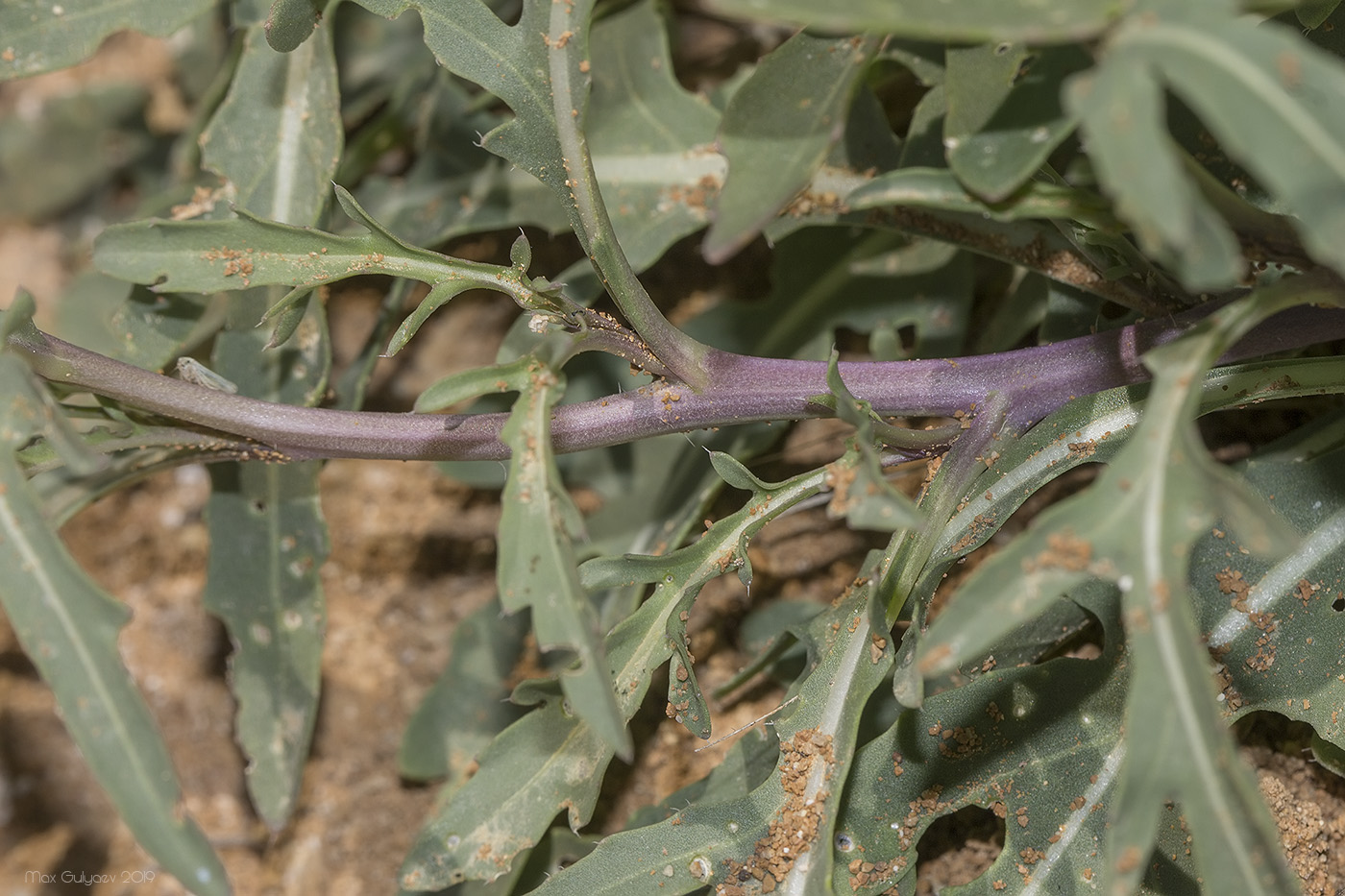 Image of Diplotaxis tenuifolia specimen.