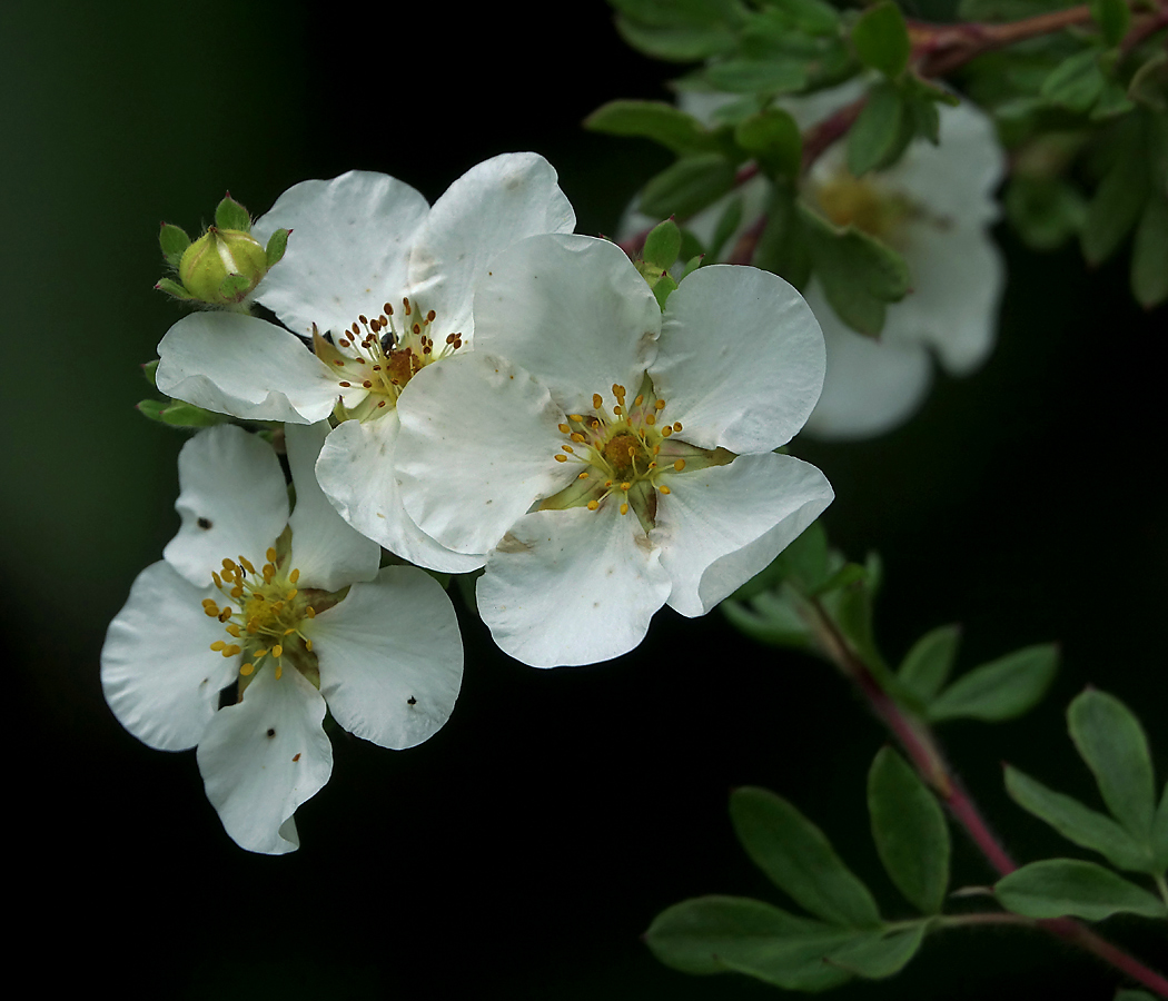 Изображение особи Dasiphora fruticosa.