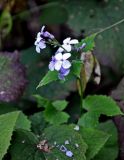 Lunaria rediviva. Верхушка побега с соцветием. Московская обл., Сергиево-Посадский р-н, окр. источника Гремячий ключ, опушка смешанного леса. 31.08.2019.