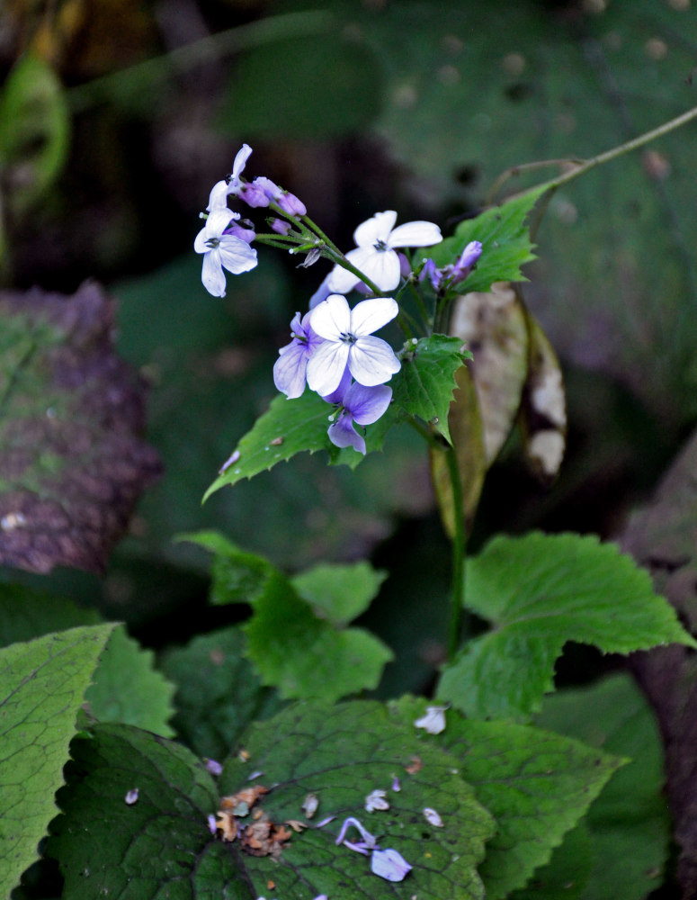 Изображение особи Lunaria rediviva.