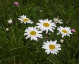 Pyrethrum clusii. Соцветия. Украина, Закарпатская обл., Тячевский р-н, с. Усть-Черная, поляна на горе Стоги. 21.06.2010.