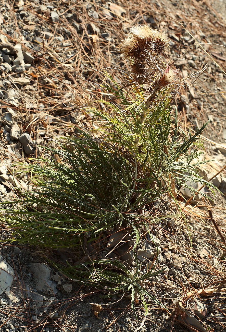 Image of Lamyra echinocephala specimen.