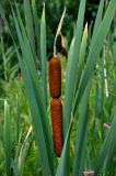 Typha latifolia. Верхушка побега с соплодием. Челябинская обл., Чебаркульский р-н, берег оз. Большой Кисегач, песчаный пляж. 07.08.2019.