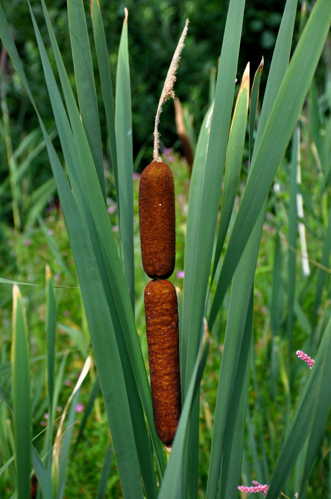 Изображение особи Typha latifolia.