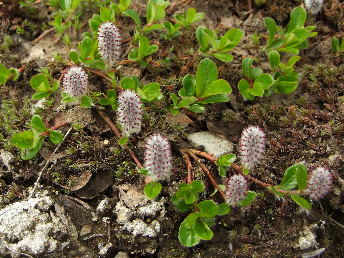 Изображение особи Salix chamissonis.