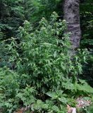 Eupatorium cannabinum. Расцветающие растения. Сербия, национальный парк Тара, плоскогорье Равна Тара, опушка смешанного леса. 08.07.2019.