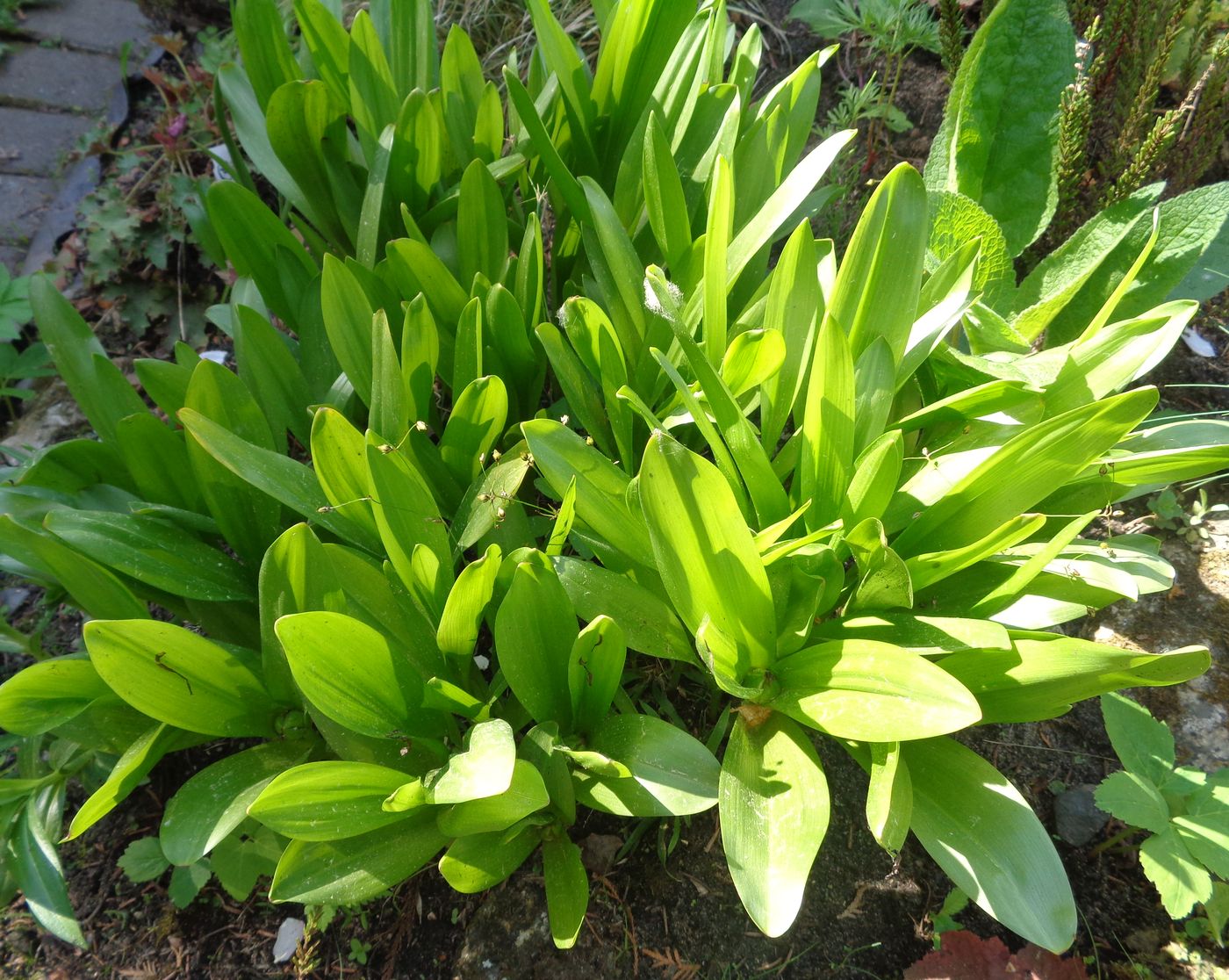 Изображение особи род Colchicum.