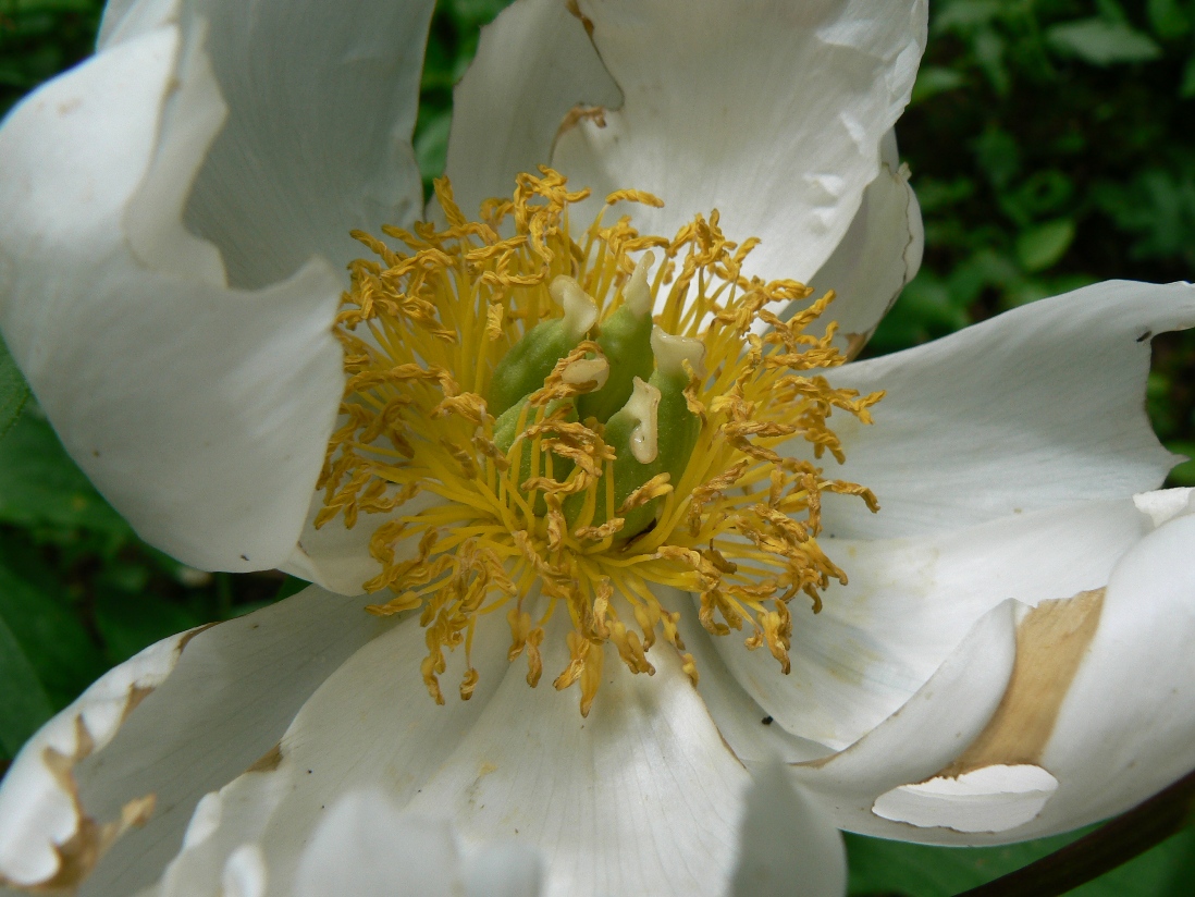 Image of Paeonia lactiflora specimen.