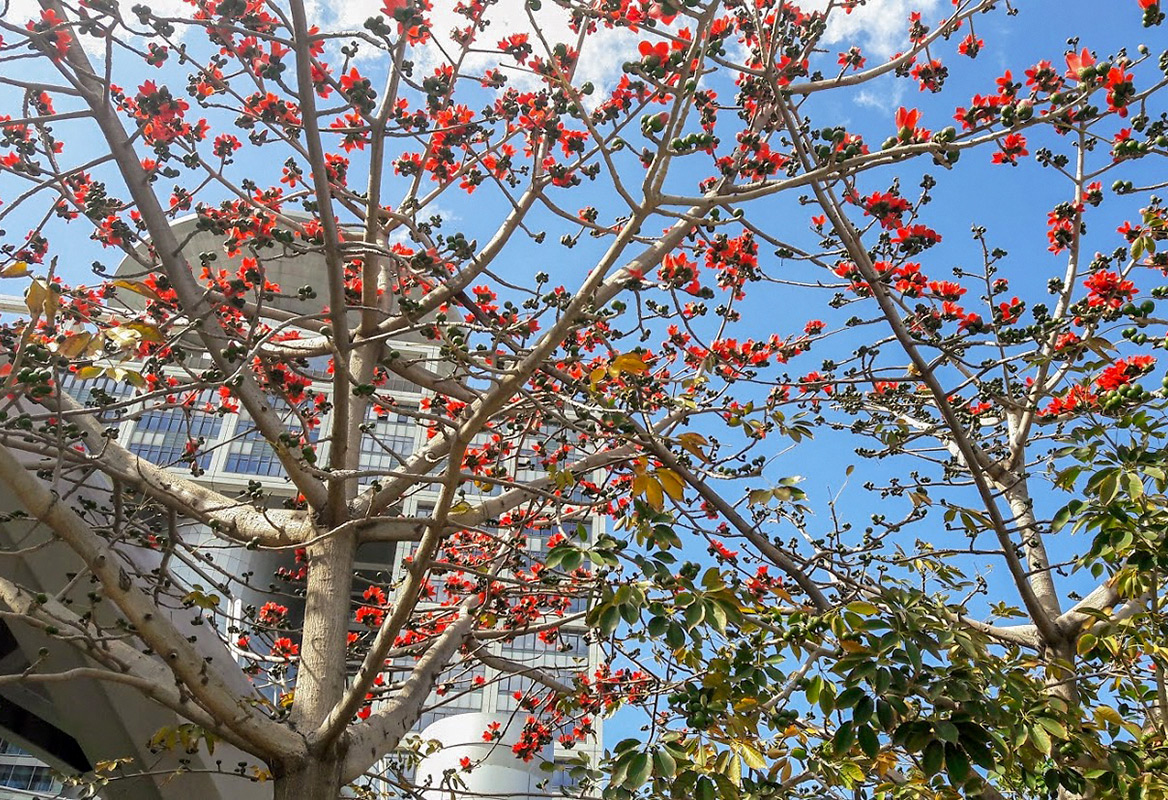 Изображение особи Bombax ceiba.