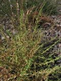 Amaranthus albus. Цветущее растение. Крым, Севастополь, окр. ст. Инкерман-2. 7 августа 2010 г.