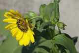 Arnica sachalinensis