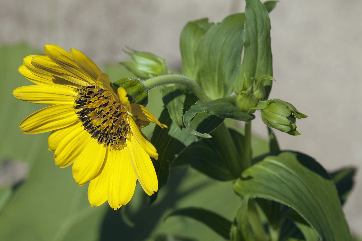 Image of Arnica sachalinensis specimen.