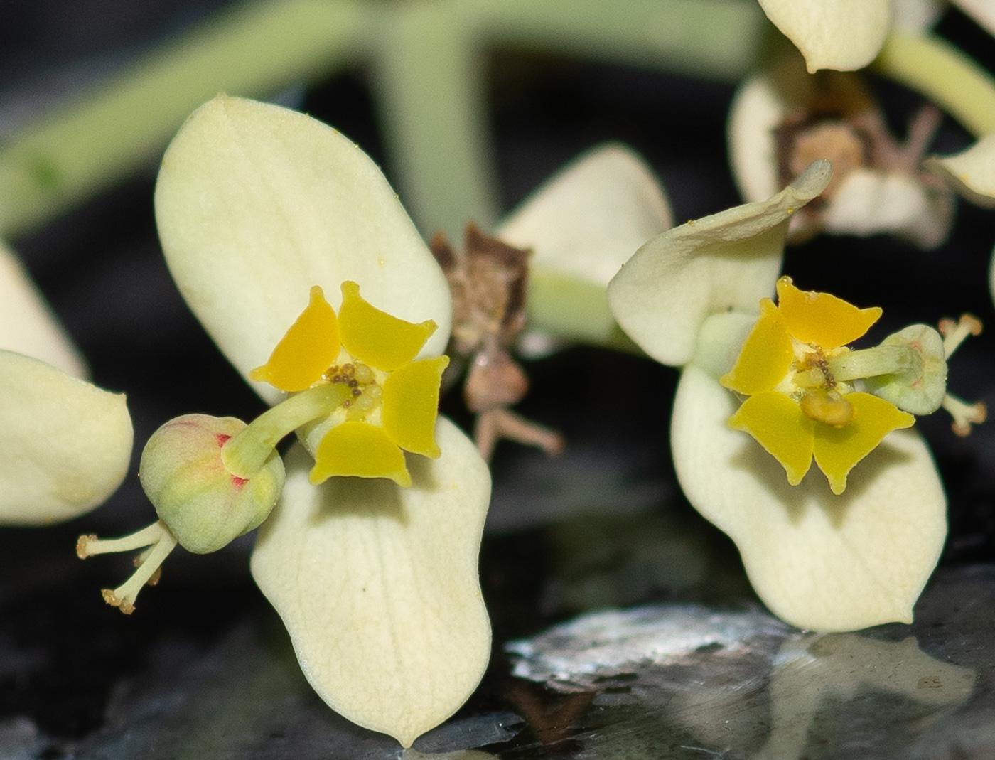 Изображение особи Euphorbia regis-jubae.