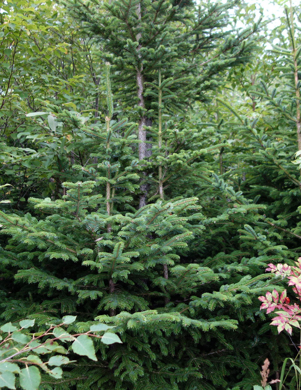 Изображение особи Picea ajanensis.