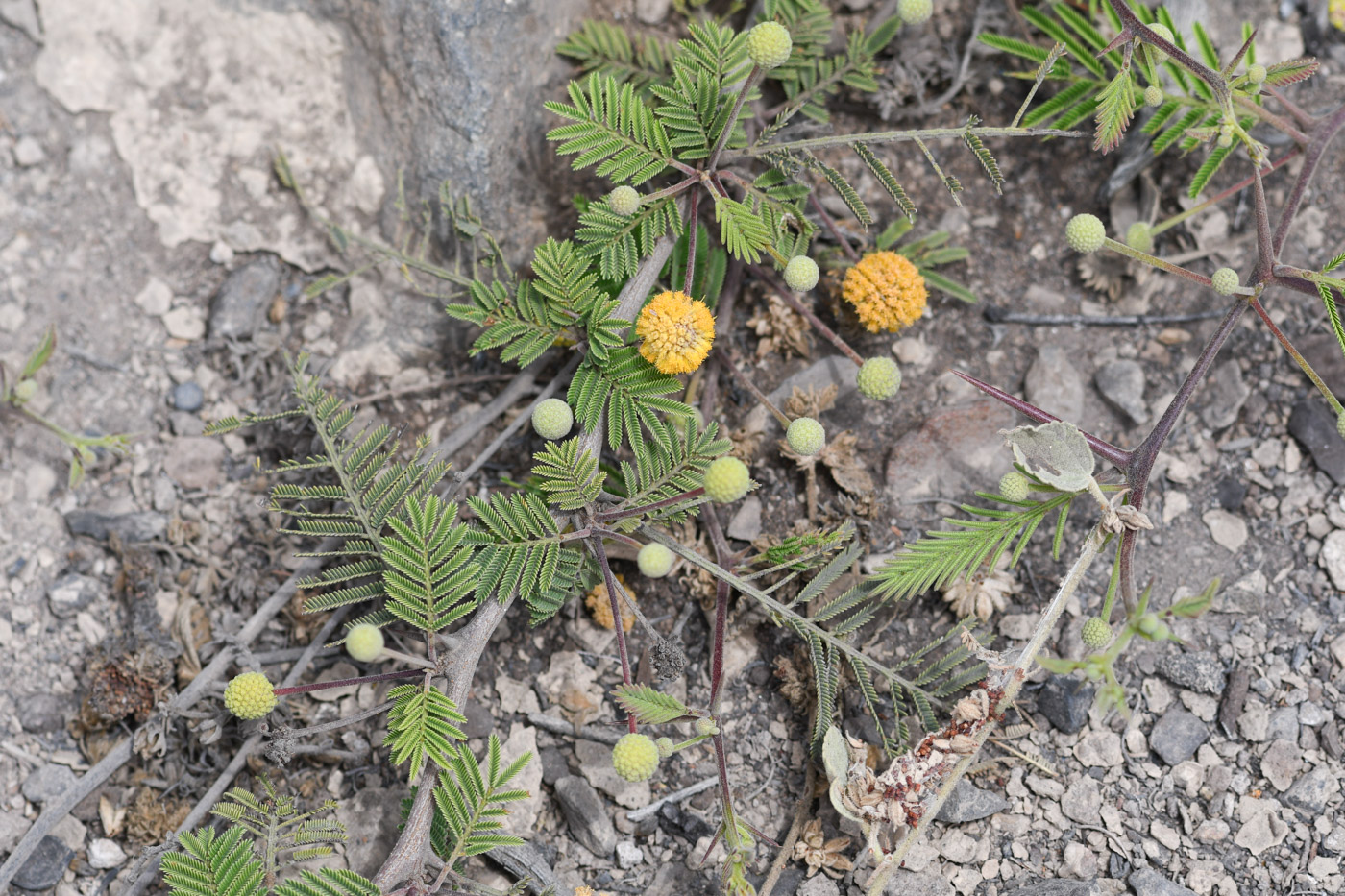 Image of Vachellia aroma var. huarango specimen.