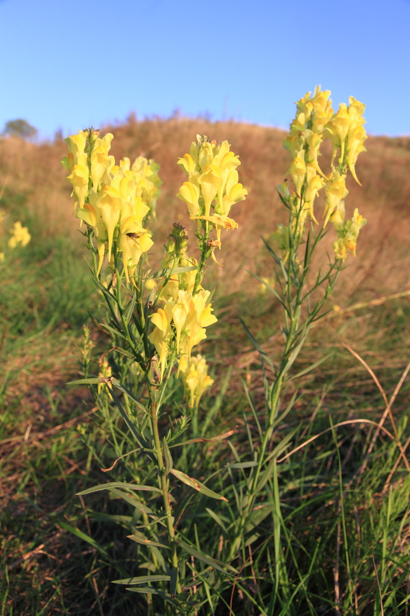 Image of Linaria biebersteinii specimen.