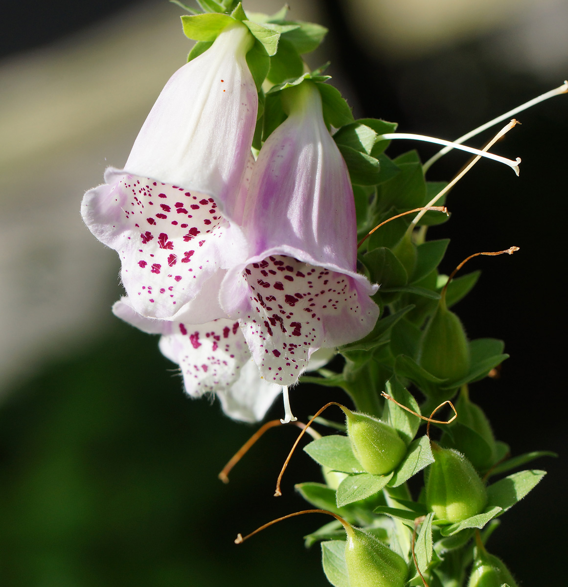 Изображение особи Digitalis purpurea.