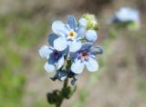 Lappula microcarpa